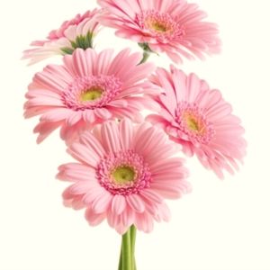 Meet your Posher, Mon